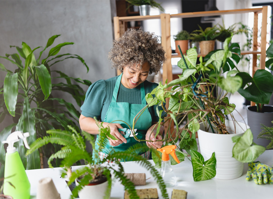 a woman wearing a green apron stands at a table in a room with many houseplants plants and prepares to cut a plant